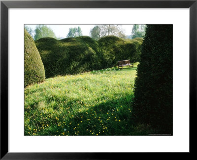 View Across Informal Wild Garden To Formal Lawn With Tall Undulating Taxus Hedges, Forde Abbey by Mark Bolton Pricing Limited Edition Print image