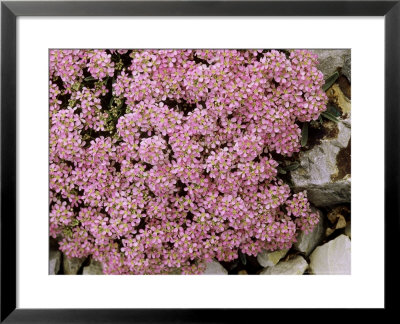 Alyssum Spinosum Roseum by Mark Bolton Pricing Limited Edition Print image