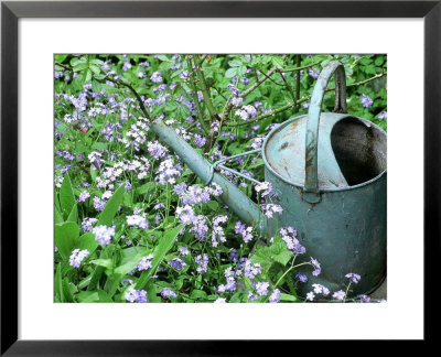 Myosotis Alpestris (Forget Me Not) by Lynne Brotchie Pricing Limited Edition Print image