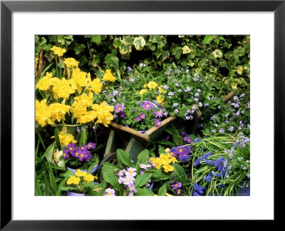 Daffodil, Primrose, And Grape Hyacinth by Lynne Brotchie Pricing Limited Edition Print image