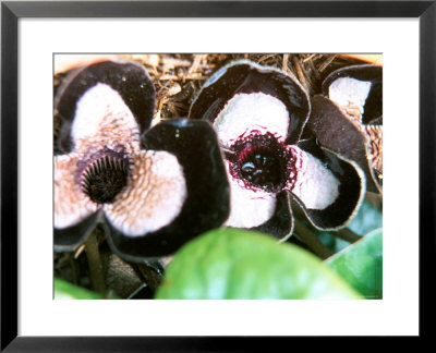 Asarum Maximum by Linda Burgess Pricing Limited Edition Print image