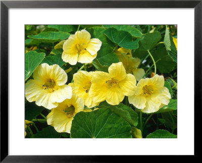 Tropaeolum Majus Moonlight (Nasturtium) by Chris Burrows Pricing Limited Edition Print image