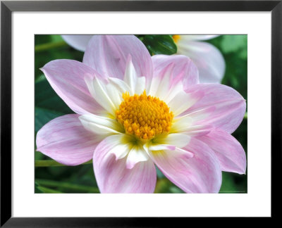 Dahlia (Collerette) Teesbrooke Audrey, Close-Up Of Flower Head by Chris Burrows Pricing Limited Edition Print image