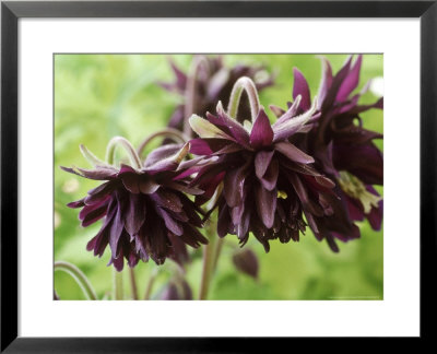 Aquilegia Vulgaris Var Stellata Royal Purple by Chris Burrows Pricing Limited Edition Print image