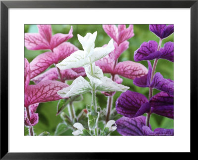 Salvia Viridis Art Shades by Chris Burrows Pricing Limited Edition Print image