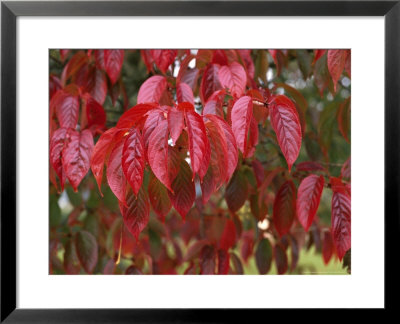 Prunus Serrulata Hupehensis by Brian Carter Pricing Limited Edition Print image