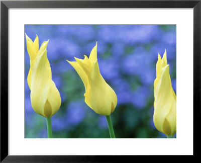 Lily Flowered Tulip by Michael Davis Pricing Limited Edition Print image