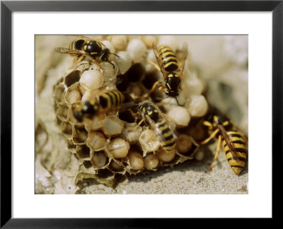 Common Wasp (Vespula Vulgaris) Attending Grubs In Nest by Michael Diggin Pricing Limited Edition Print image