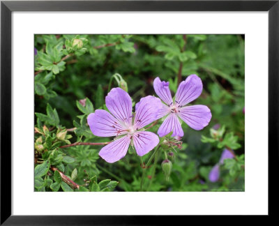 Geranium Blue Cloud In Flower Cumbria by David England Pricing Limited Edition Print image