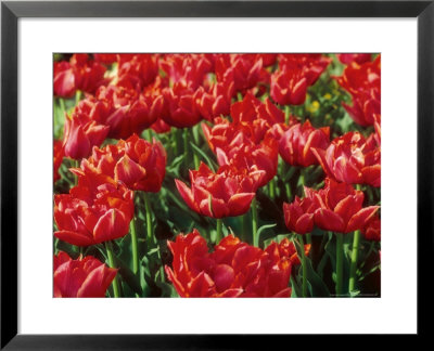 Tulipa Oranje Nassau (Double Early Group) Spring by Ron Evans Pricing Limited Edition Print image