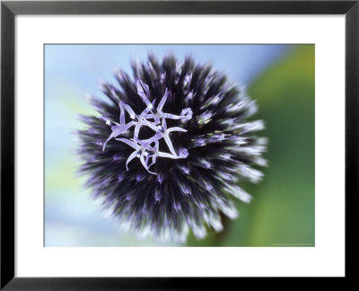 Echinops Ritro Veitchs Blue (Globe Thistle) by Ron Evans Pricing Limited Edition Print image