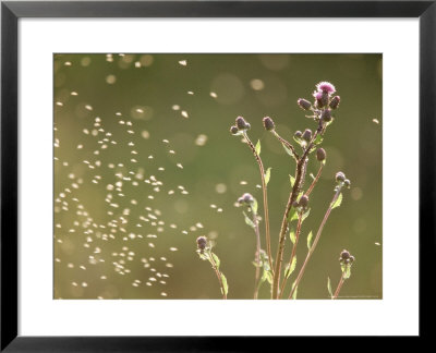 Cirsium Arvense (Creeping Thistle) by Bjorn Forsberg Pricing Limited Edition Print image