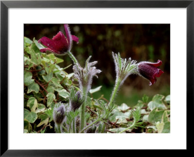 Pulsatilla Vulgaris Rubra (Pasque Flower) by James Guilliam Pricing Limited Edition Print image