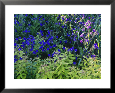 Summer Partners, Anchusa & Spiraea Japonica Hole Park by Sunniva Harte Pricing Limited Edition Print image