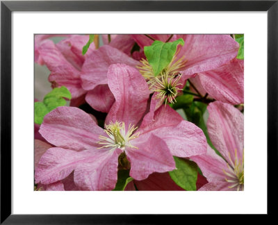 Clematis Comtesse De Bouchaud by Sunniva Harte Pricing Limited Edition Print image