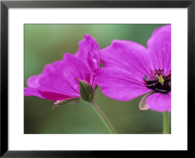 Geranium Cinereum Subsp Subcaulescens (Cranes Bill) by Hemant Jariwala Pricing Limited Edition Print image