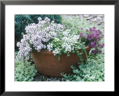 Three Thymes Growing In Pot by Lynn Keddie Pricing Limited Edition Print image