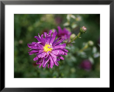 Aster Novae Angliae Purple Dome by Lynn Keddie Pricing Limited Edition Print image