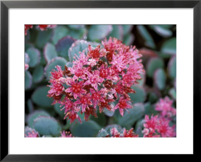 Sedum Cauticola Lidakense, Close-Up Of Red Flower Head by Lynn Keddie Pricing Limited Edition Print image