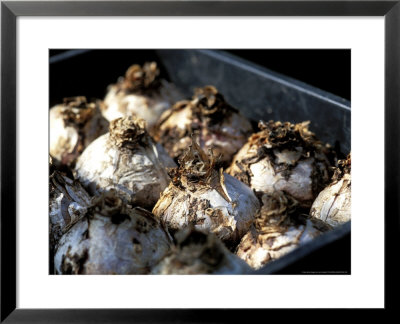 Hyacinth Bulbs Drying In A Tray by Lynn Keddie Pricing Limited Edition Print image
