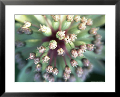 Astrantia Major, Close-Up Of Pink Flower Head Summer by Lynn Keddie Pricing Limited Edition Print image