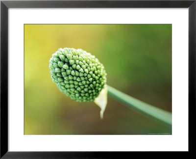 Allium Sphaerocephalon, Bulb, Close-Up Of Green Bud Summer by Lynn Keddie Pricing Limited Edition Print image