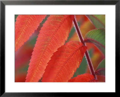 Rhus Typhina October by Steven Knights Pricing Limited Edition Print image