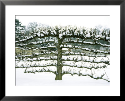 Espalier Apple With Snow Espalier Malus by Michele Lamontagne Pricing Limited Edition Print image