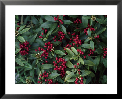 Skimmia Japonica Reevesiana Winter Berries by Michele Lamontagne Pricing Limited Edition Print image