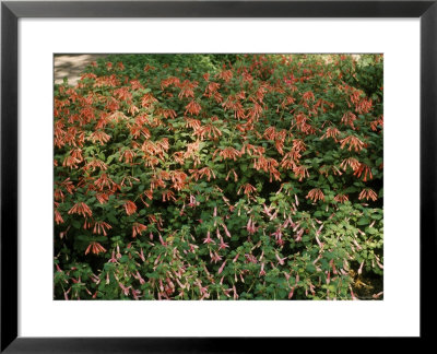Fuchsia, Mixed Variety Ground Cover In Shade by Michele Lamontagne Pricing Limited Edition Print image