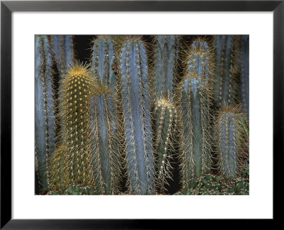 Cereus Azureus Group Of Plants by Michele Lamontagne Pricing Limited Edition Print image