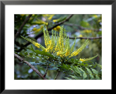 Mahonia X Media Charity (Oregan Grape), December by Susie Mccaffrey Pricing Limited Edition Print image