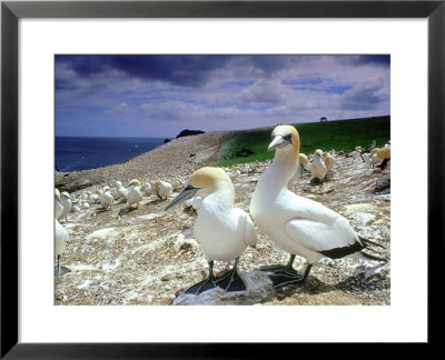 Australian Gannet, Pair, New Zealand by Tobias Bernhard Pricing Limited Edition Print image