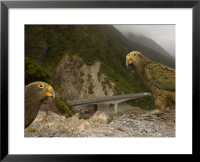 Kea At Rest Area, New Zealand by Tobias Bernhard Pricing Limited Edition Print image