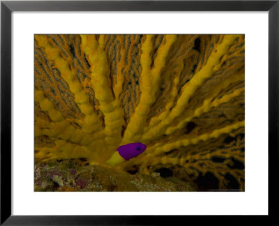 Royal Dottyback, With Gorgonian Fan, New Caledonia by Tobias Bernhard Pricing Limited Edition Print image
