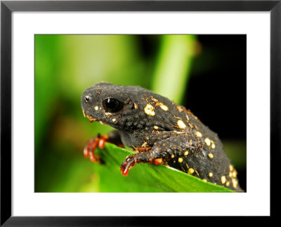 Montevideo Redbelly Toad, Found In Uruguay And Brazil by Emanuele Biggi Pricing Limited Edition Print image
