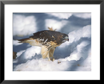 Red-Tailed Hawk In Snow With Prey, Michigan by David Boag Pricing Limited Edition Print image