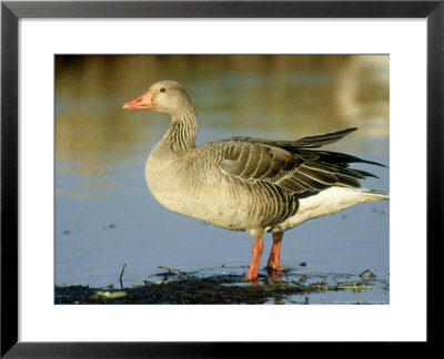 Greylag Goose, Male, Hornborga, Sweden by Werner Bollmann Pricing Limited Edition Print image