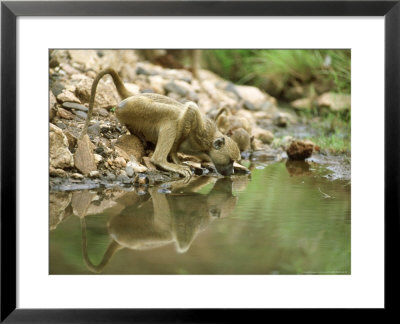 Yellow Baboon, Sub-Adult & Infant Drinking, Tanzania by John Brown Pricing Limited Edition Print image
