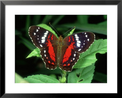 Butterfly, Ecuador by Terry Button Pricing Limited Edition Print image