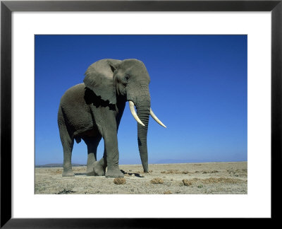African Elephant, Bull, Kenya by Martyn Colbeck Pricing Limited Edition Print image