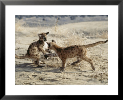 Mountain Lion, Cubs Playing Together, Rocky Mountains by Daniel Cox Pricing Limited Edition Print image
