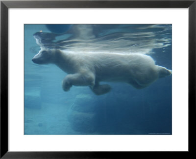 Polar Bear, Swimming, California, Usa by Daniel Cox Pricing Limited Edition Print image