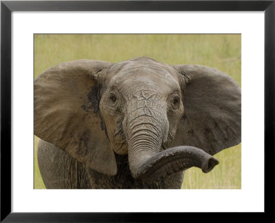 African Elephant, Portrait Of Young Elephant, Kenya, Africa by Daniel Cox Pricing Limited Edition Print image
