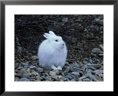 Arctic Hare, Churchill by Kenneth Day Pricing Limited Edition Print image