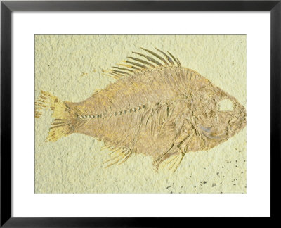 Fish-Priscacara Species, Eocene, Green Rive Formation, Wyoming by David M. Dennis Pricing Limited Edition Print image