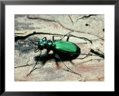 Tiger Beetle, Cicindela Species, S.C. France Marion National Forest by David M. Dennis Pricing Limited Edition Print image