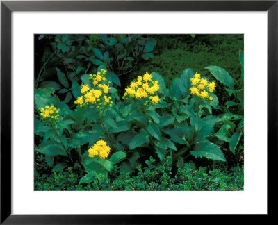 Yellow Flowers by David M. Dennis Pricing Limited Edition Print image