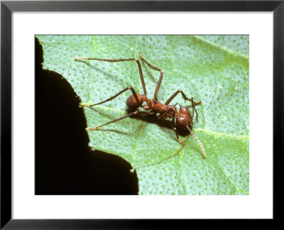 Leaf-Cutting Antatta Cephalotes by David M. Dennis Pricing Limited Edition Print image