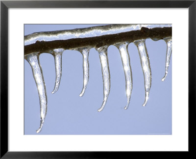 Ice On Branch, Ohio by David M. Dennis Pricing Limited Edition Print image